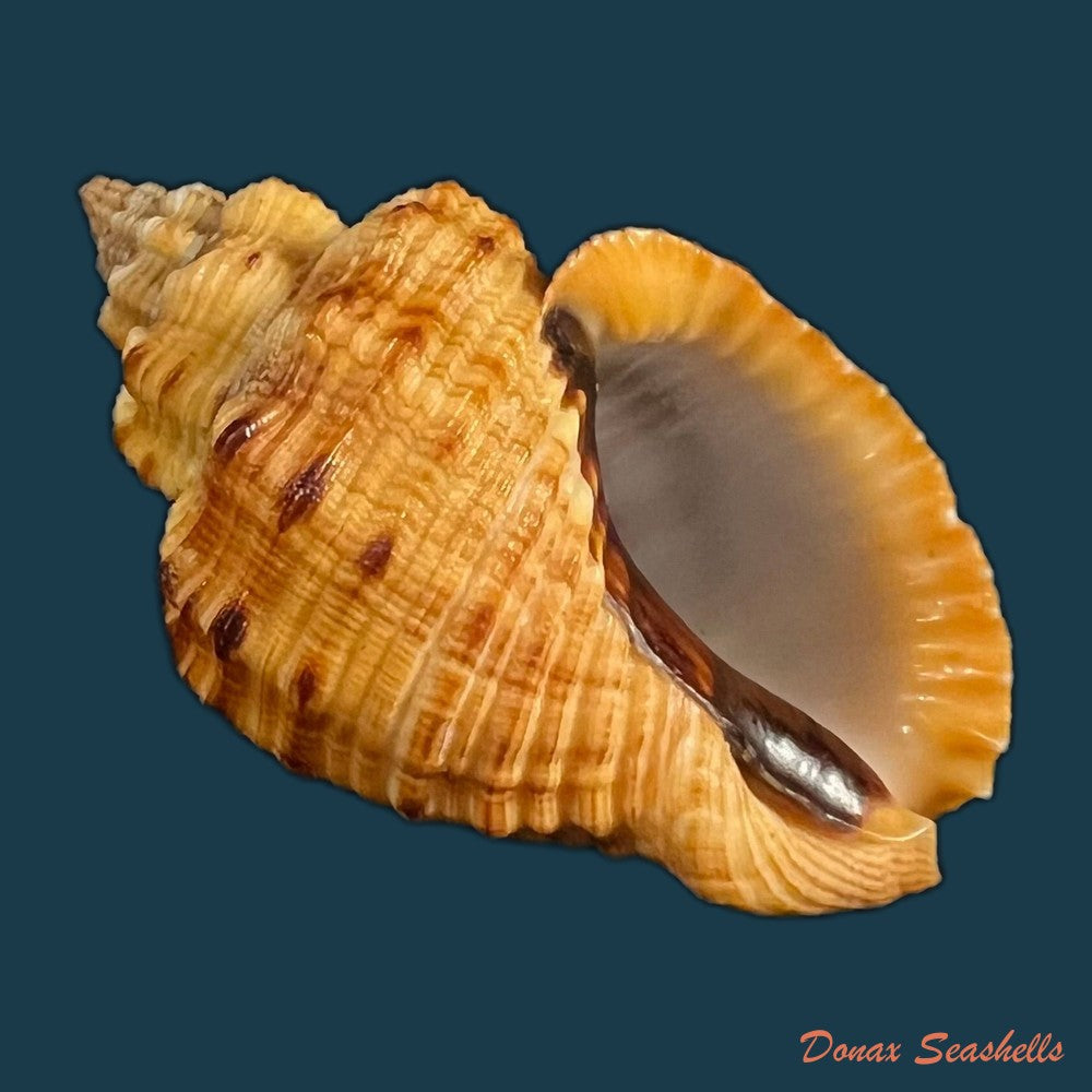 cantharus-melanostoma-g-b-sowerby-i-1825-57-2mm-copia