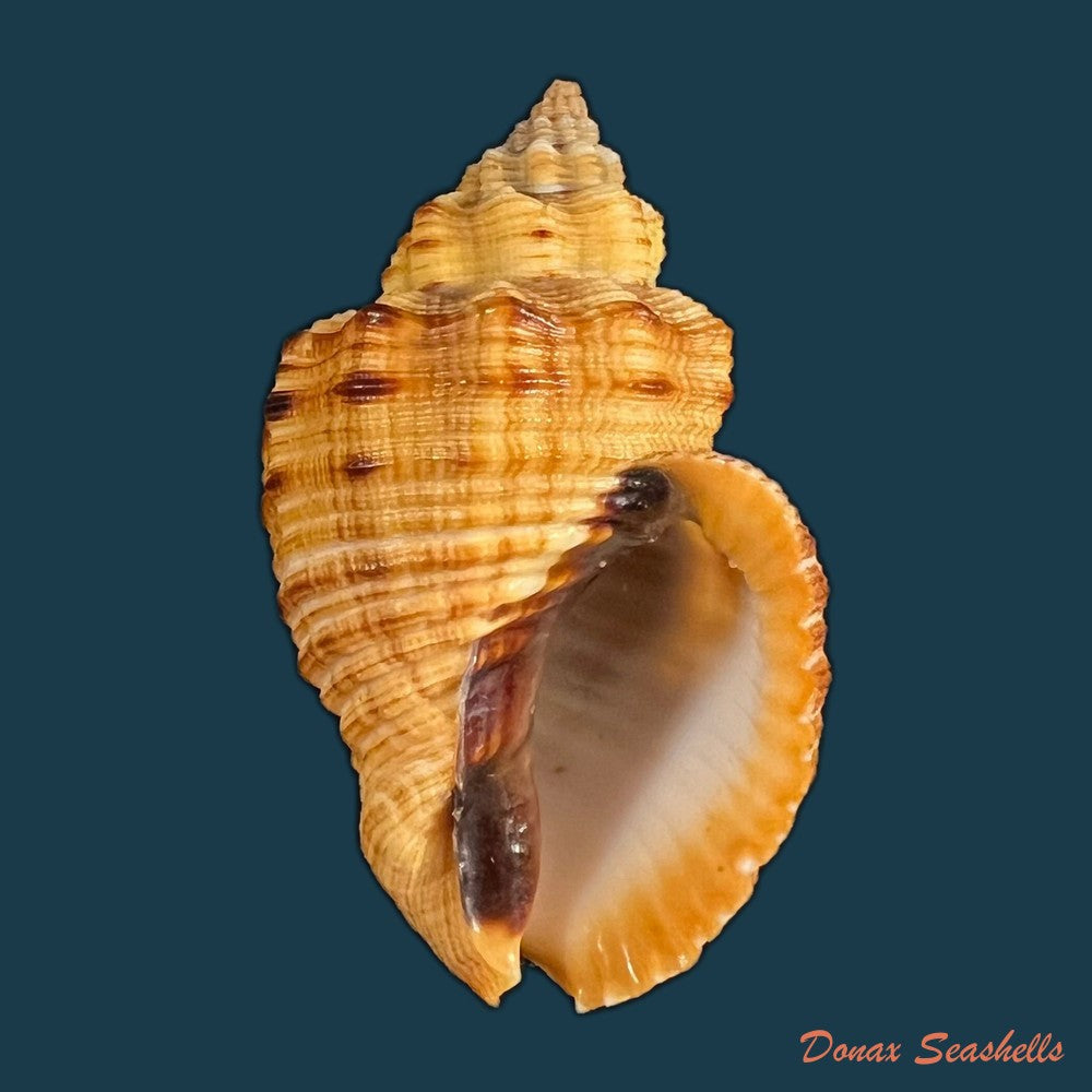 cantharus-melanostoma-g-b-sowerby-i-1825-57-2mm-copia