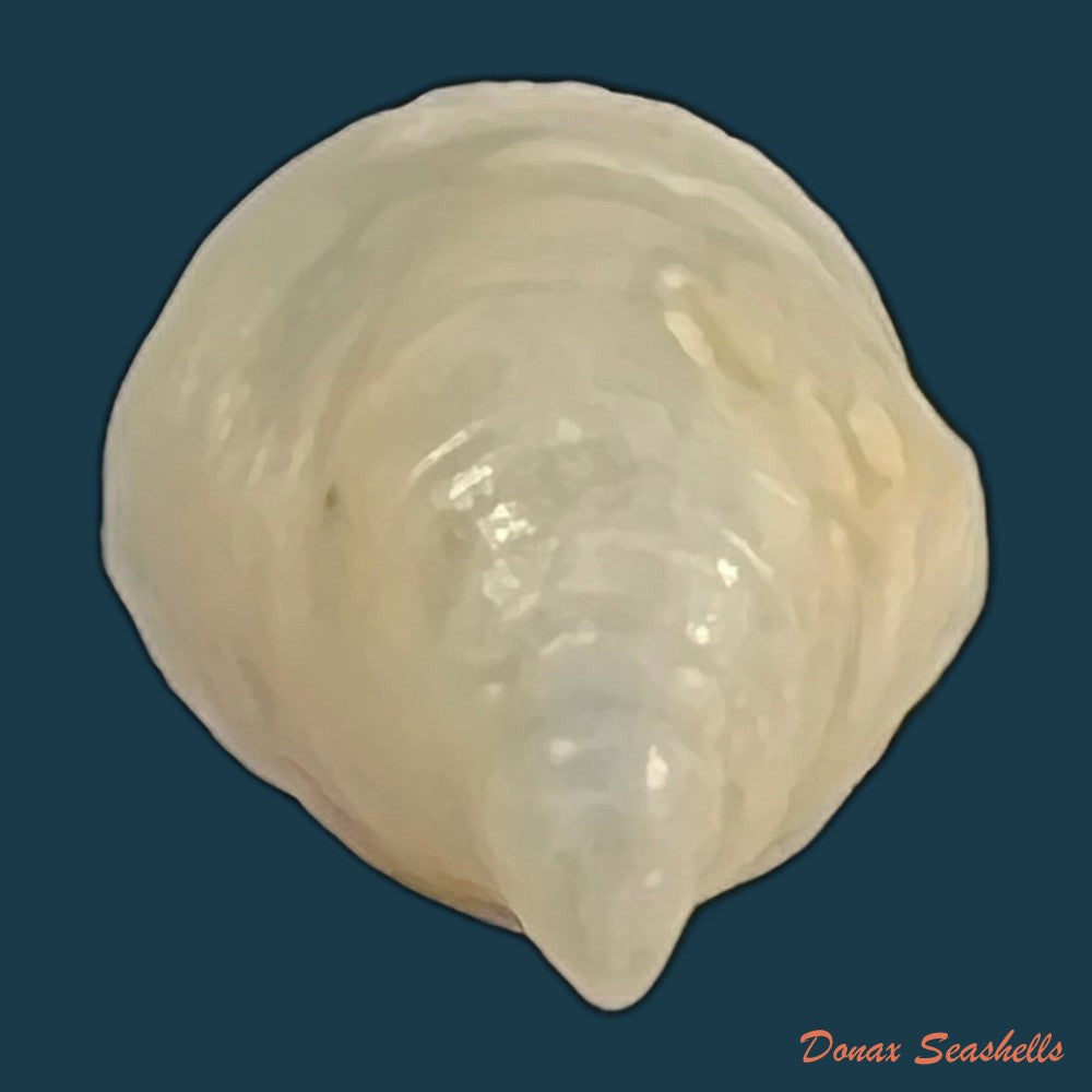 capulus-ungaricus-linnaeus-1758-45mm-copia