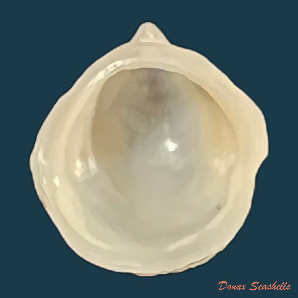 capulus-ungaricus-linnaeus-1758-45mm-copia
