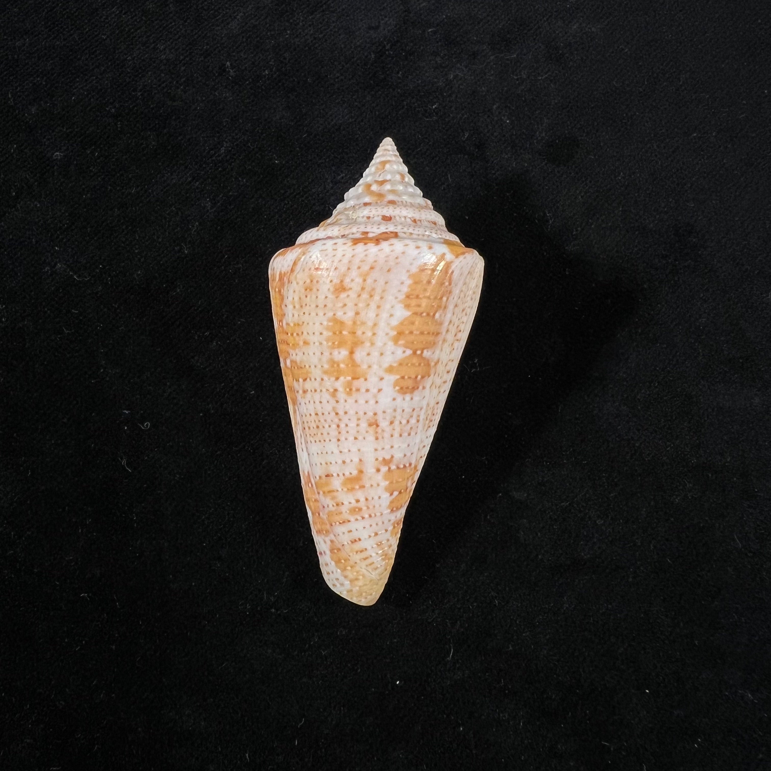 Conus caracanus Hwass, 1792 - 64,4mm