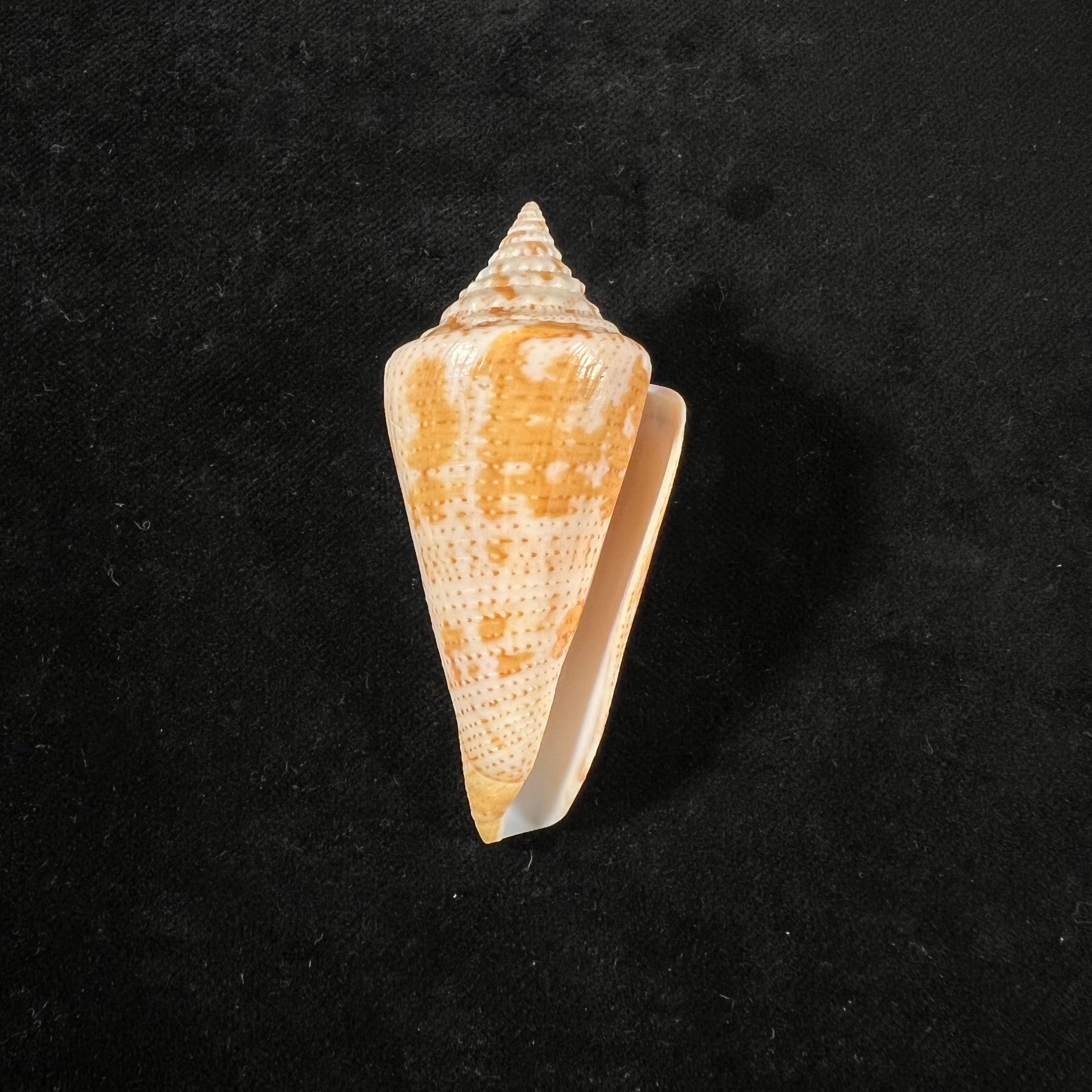 Conus caracanus Hwass, 1792 - 64,4mm