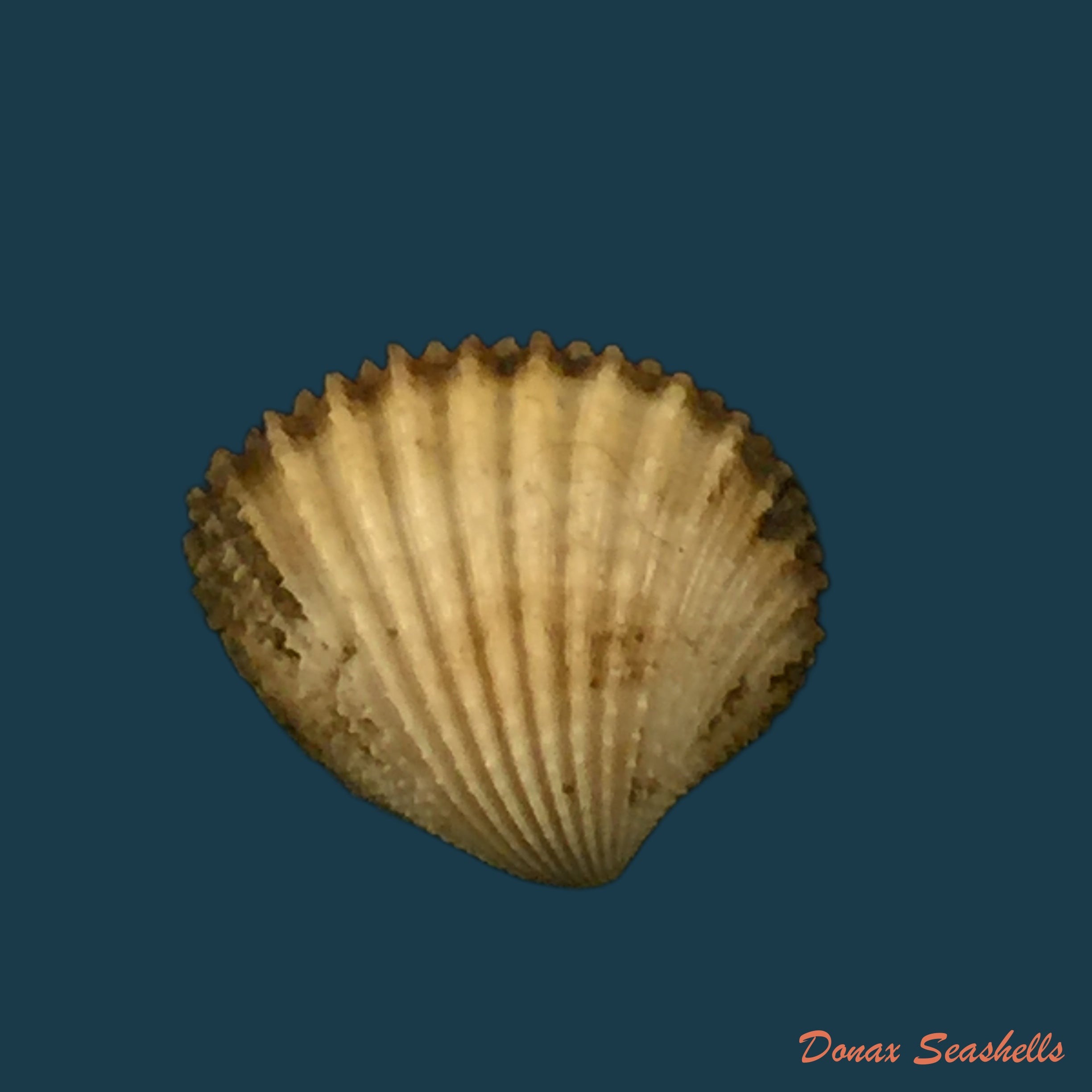 cardiocardita-lacunosa-reeve-1843-14-6mm