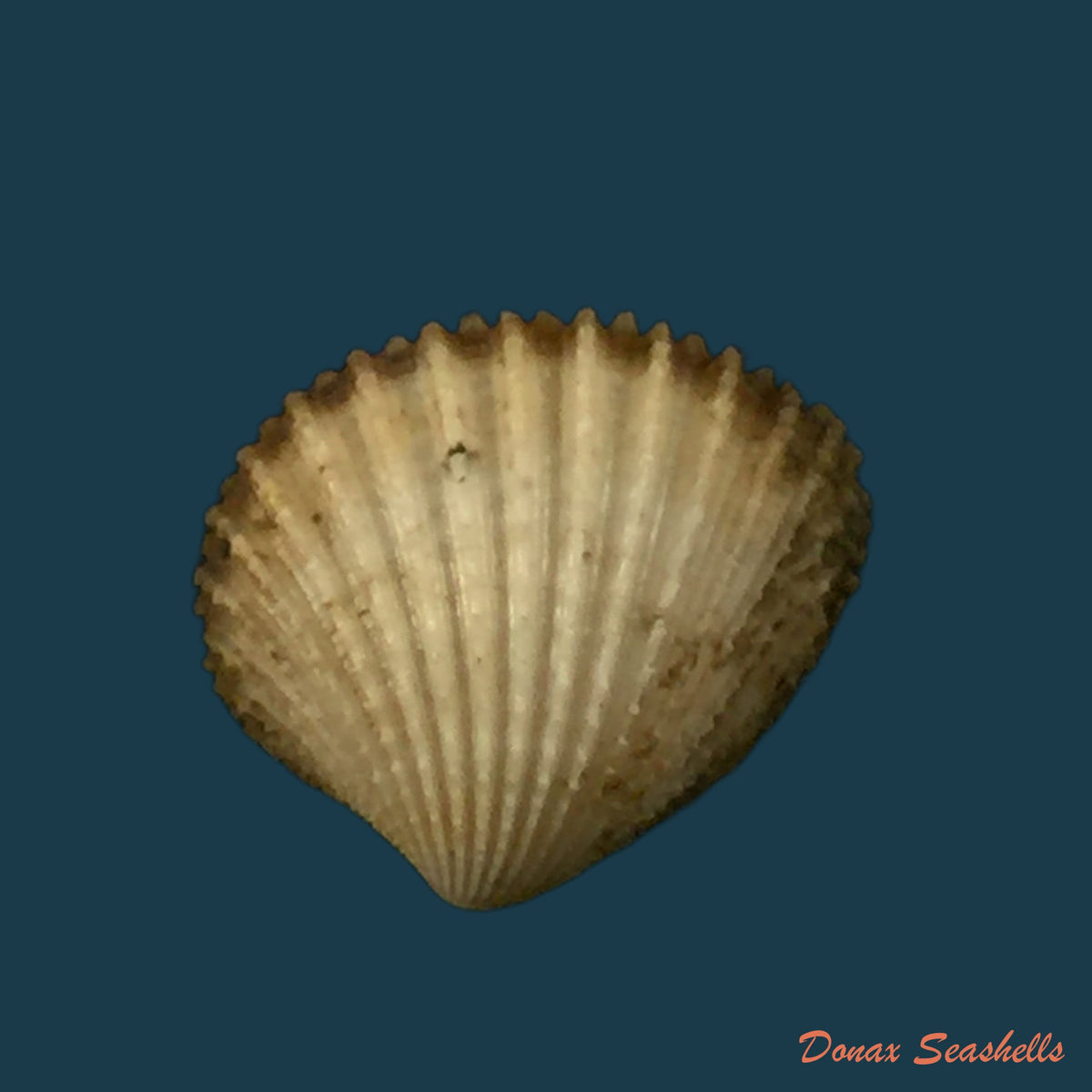 cardiocardita-lacunosa-reeve-1843-14-6mm