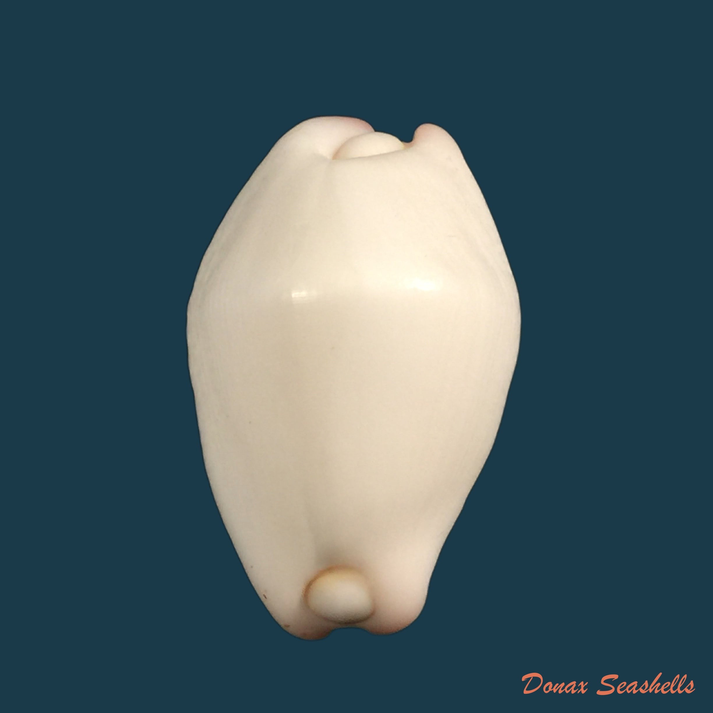 carditamera-radiata-g-g-sowerby-i-1833