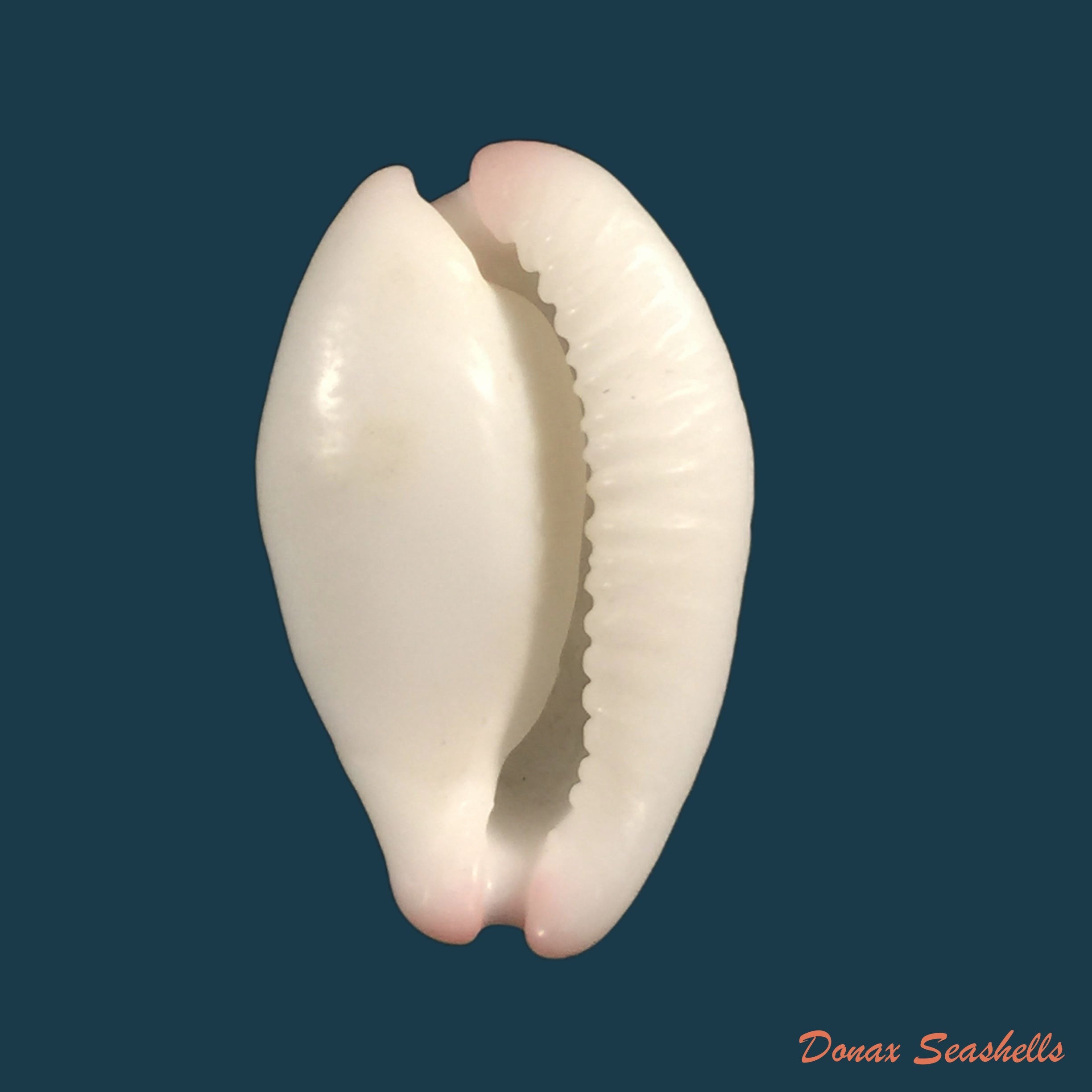 carditamera-radiata-g-g-sowerby-i-1833