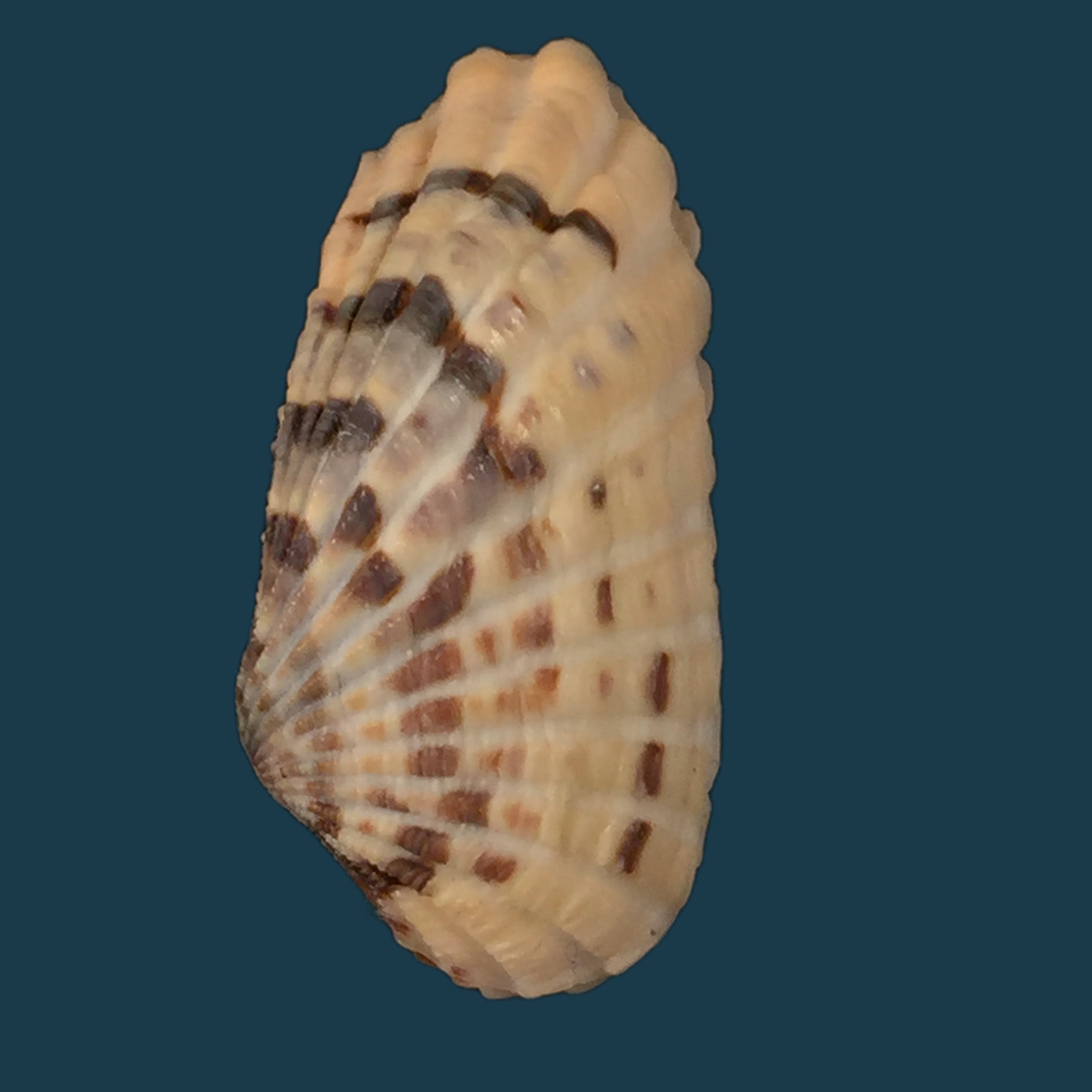 Jagora dactylus (I. Lea & H. C. Lea, 1851) - 50,4mm