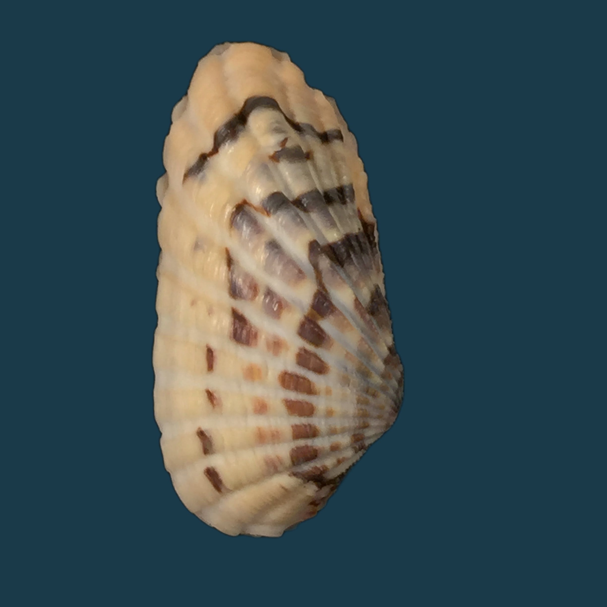 Jagora dactylus (I. Lea & H. C. Lea, 1851) - 50,4mm