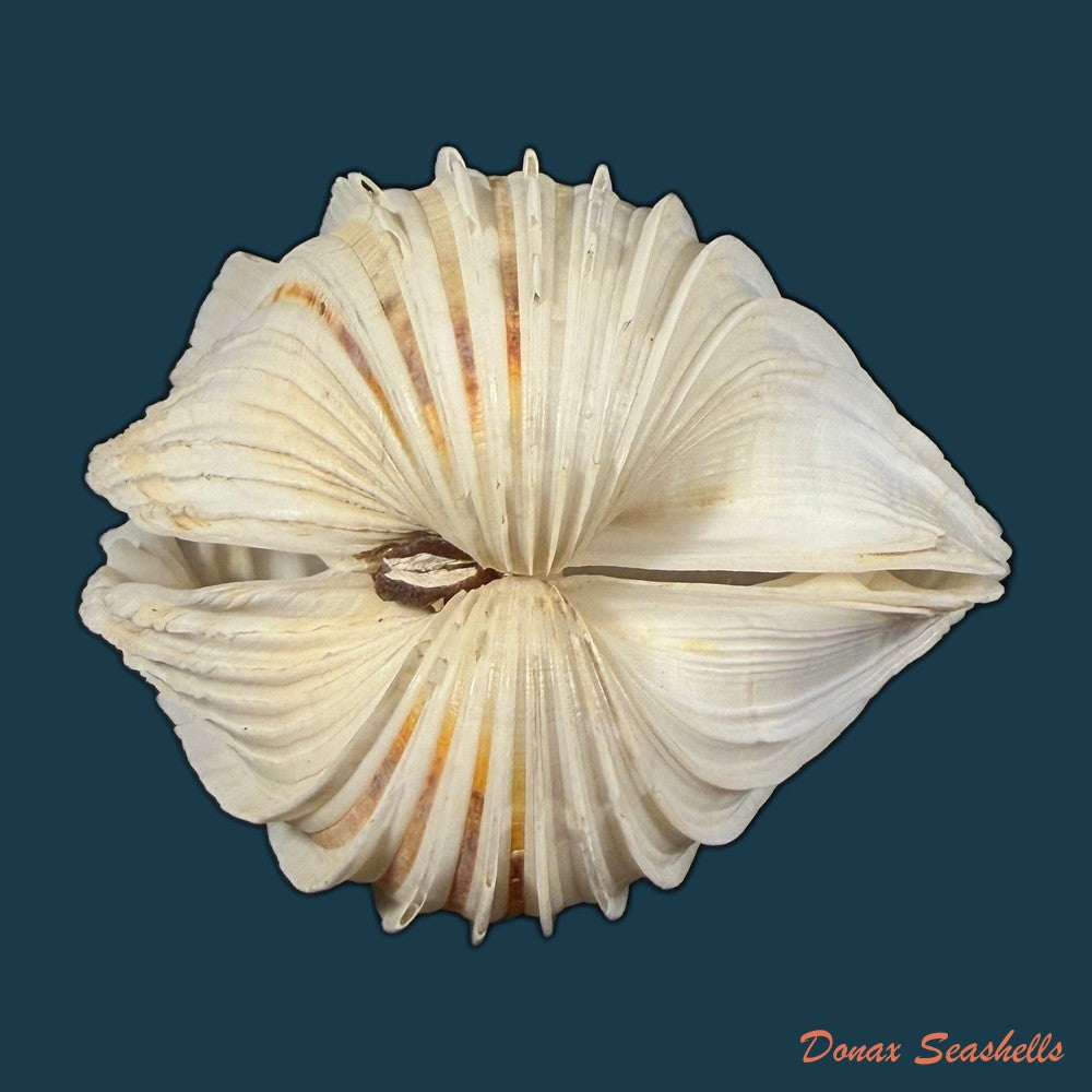 cardium-costatum-linnaeus-1758-77-13mm-copia