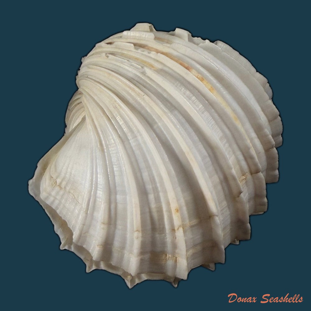 cardium-costatum-linnaeus-1758-77-13mm-copia