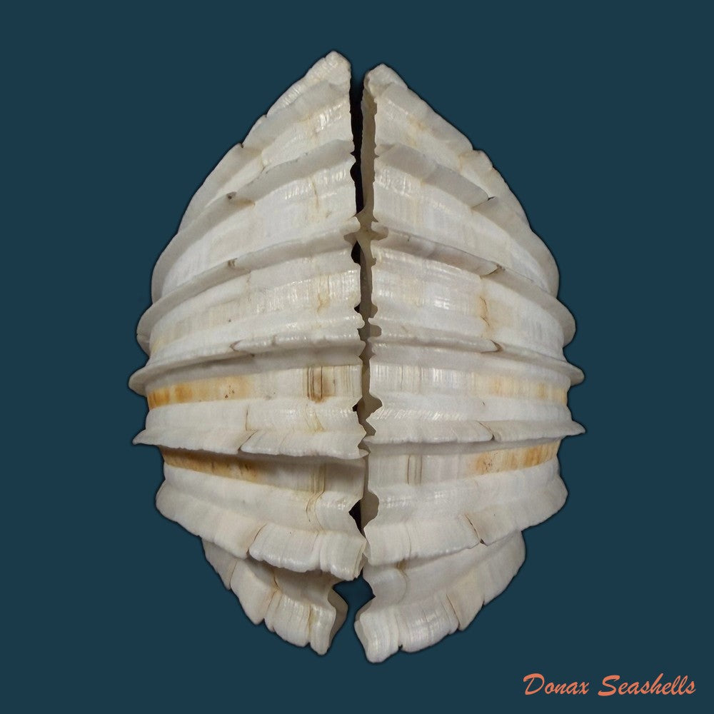 cardium-costatum-linnaeus-1758-77-13mm-copia