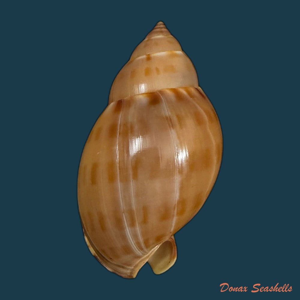casmaria-atlantica-clench-1944-46mm-copia