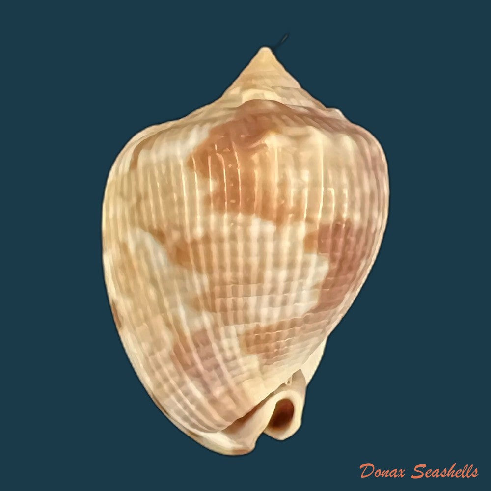 cassis-tuberosa-linnaeus-1758-140-6mm-copia