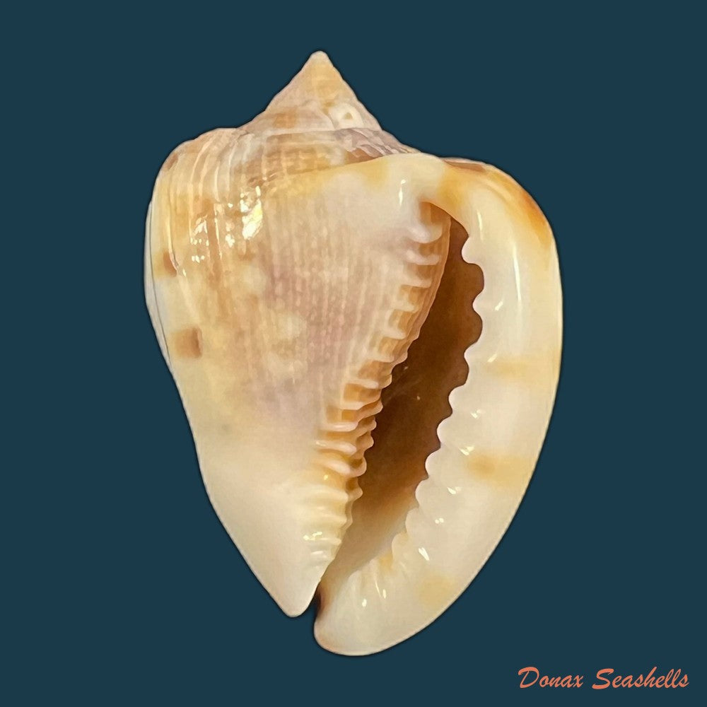 cassis-tuberosa-linnaeus-1758-140-6mm-copia