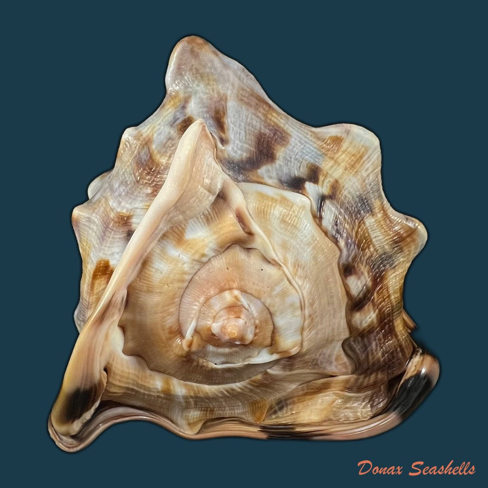 cassis-tuberosa-linnaeus-1758-155-6mm-copia