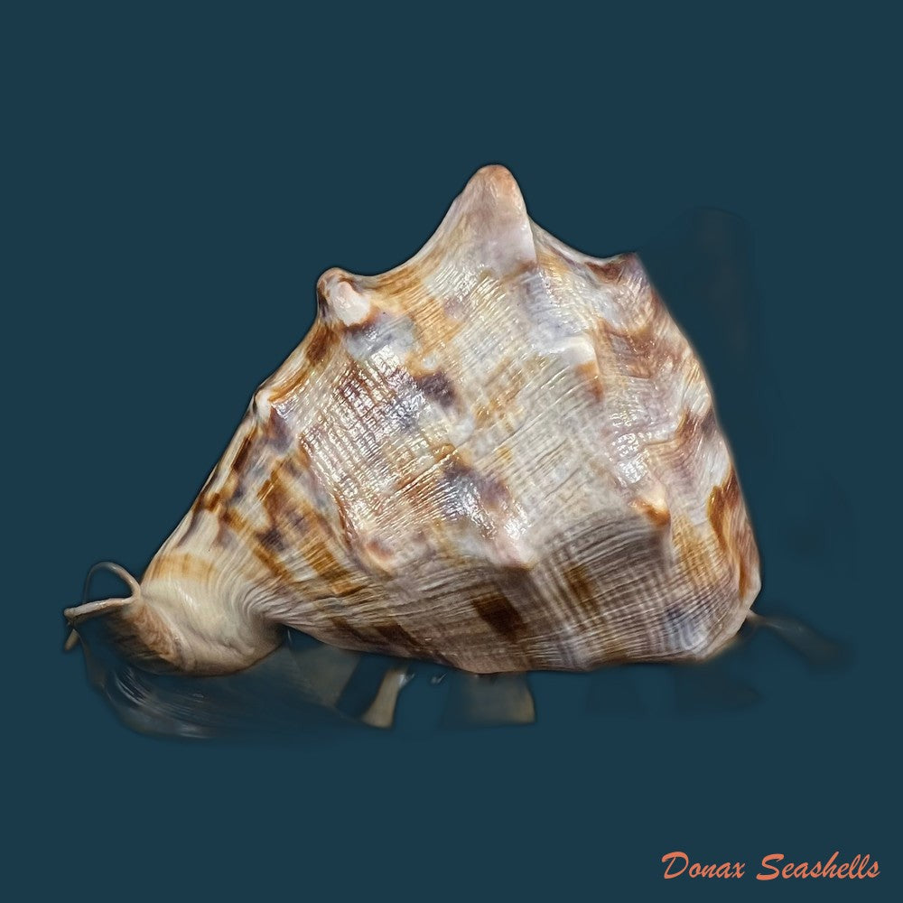 cassis-tuberosa-linnaeus-1758-155-6mm-copia