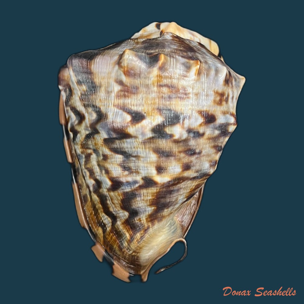 cassis-tuberosa-linnaeus-1758-157-3mm-copia