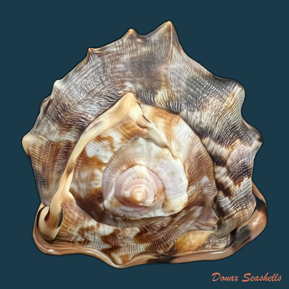 cassis-tuberosa-linnaeus-1758-157-3mm-copia