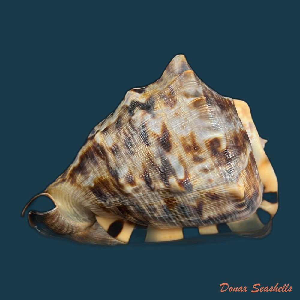 cassis-tuberosa-linnaeus-1758-157-3mm-copia
