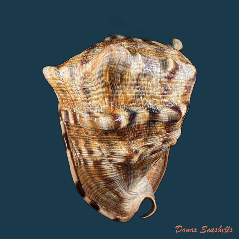 cassis-tuberosa-linnaeus-1758-170-1mm-copia