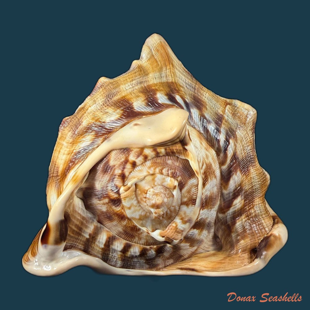 cassis-tuberosa-linnaeus-1758-170-1mm-copia
