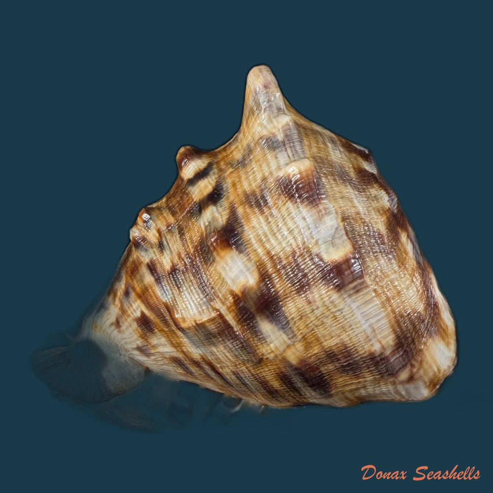cassis-tuberosa-linnaeus-1758-170-1mm-copia