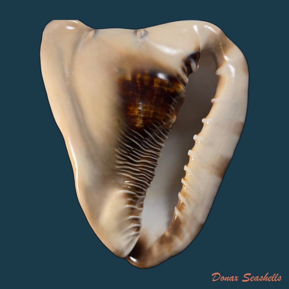 cassis-tuberosa-linnaeus-1758-170-1mm-copia