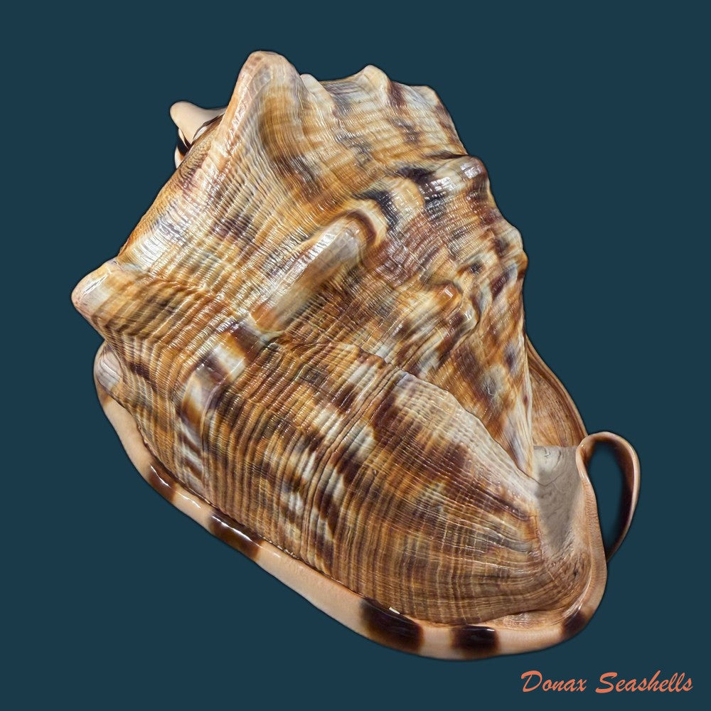 cassis-tuberosa-linnaeus-1758-170-1mm-copia