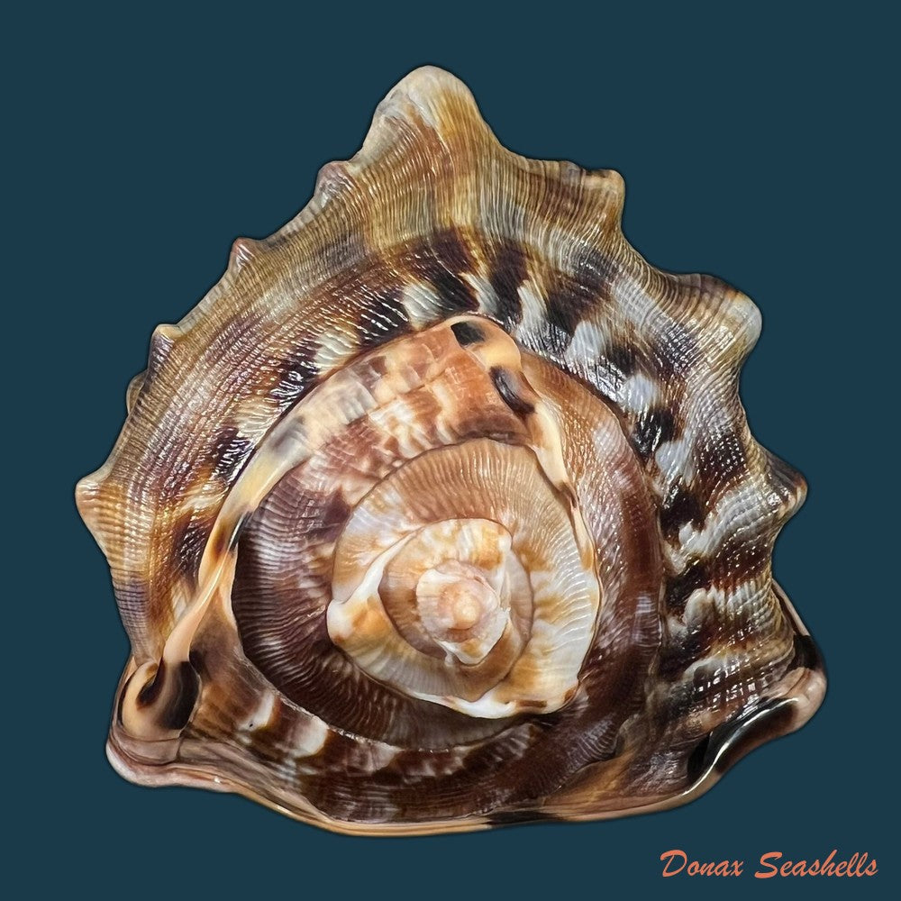 cassis-tuberosa-linnaeus-1758-178-7mm-copia