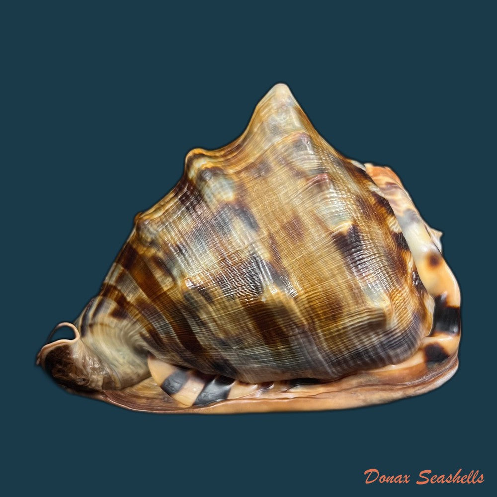 cassis-tuberosa-linnaeus-1758-178-7mm-copia