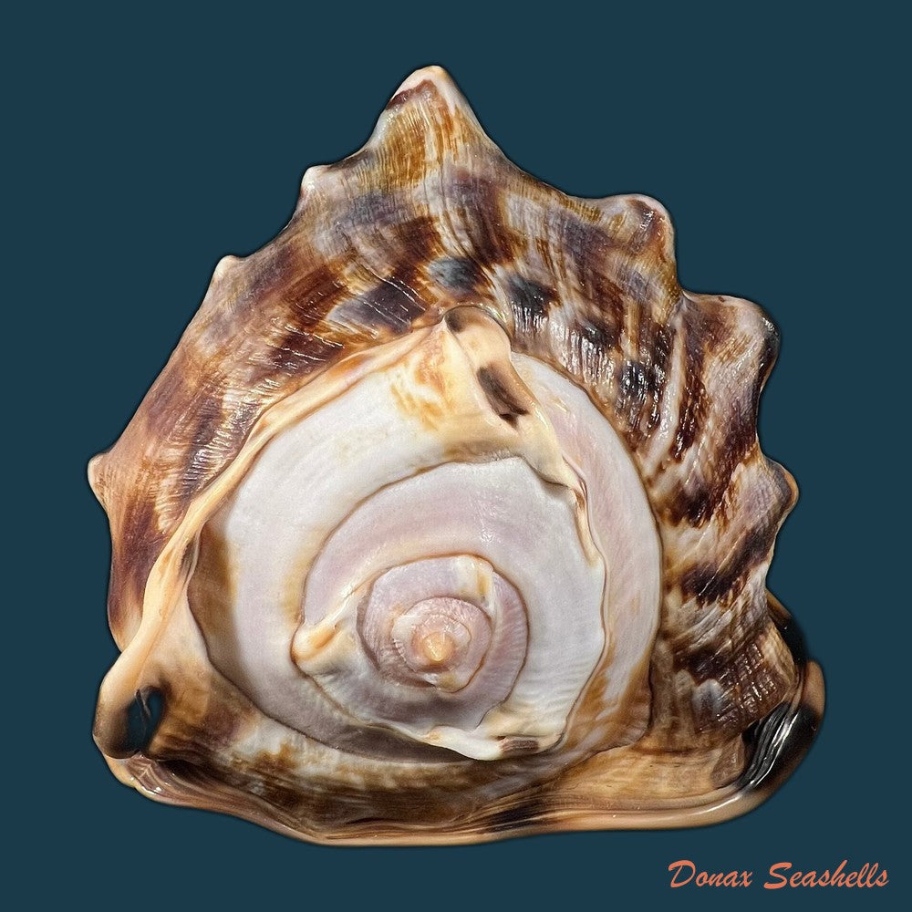 cassis-tuberosa-linnaeus-1758-183-9mm-copia