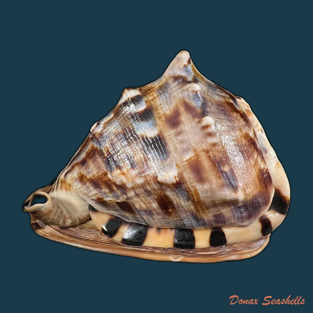 cassis-tuberosa-linnaeus-1758-183-9mm-copia