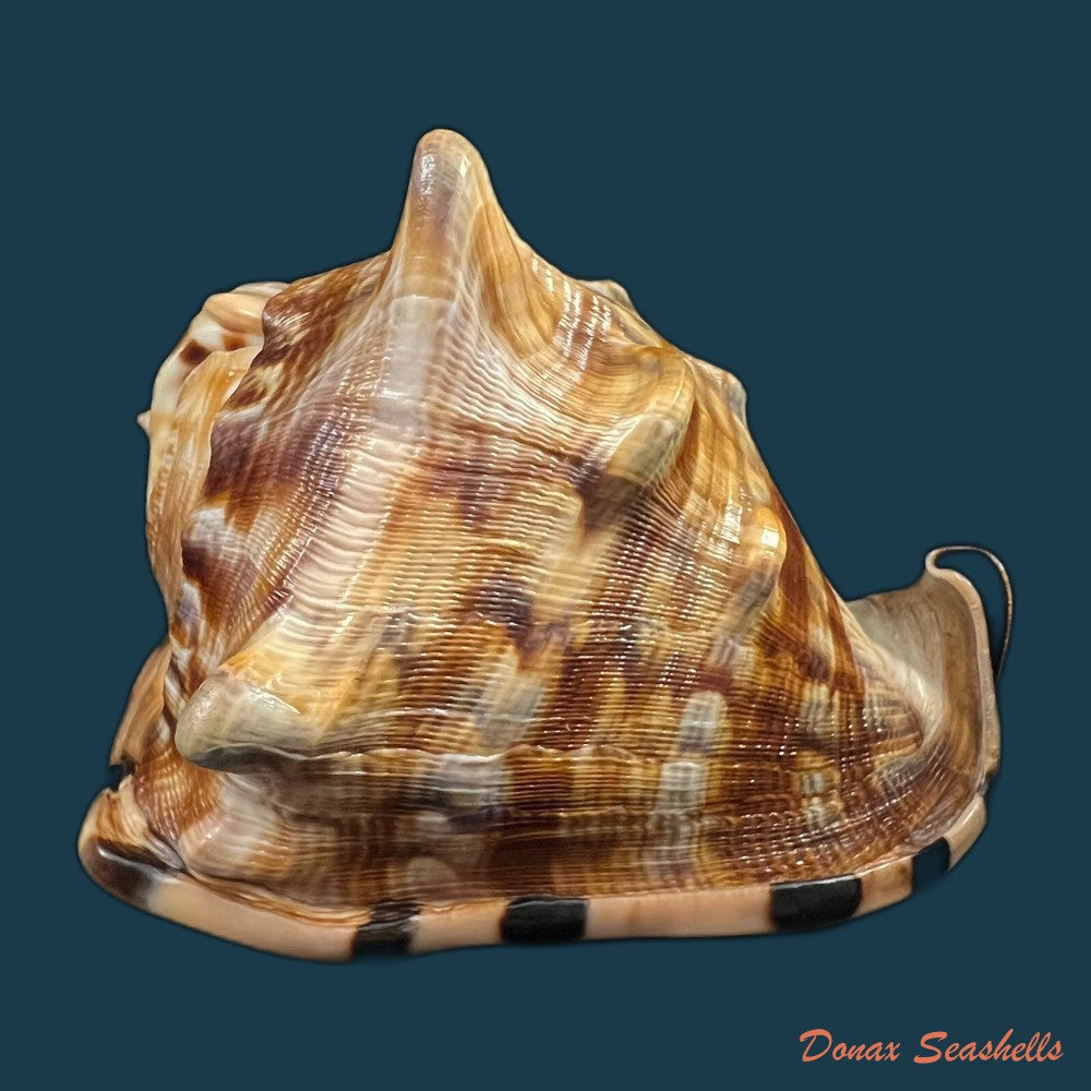 cassis-tuberosa-linnaeus-1758-185-3mm-copia