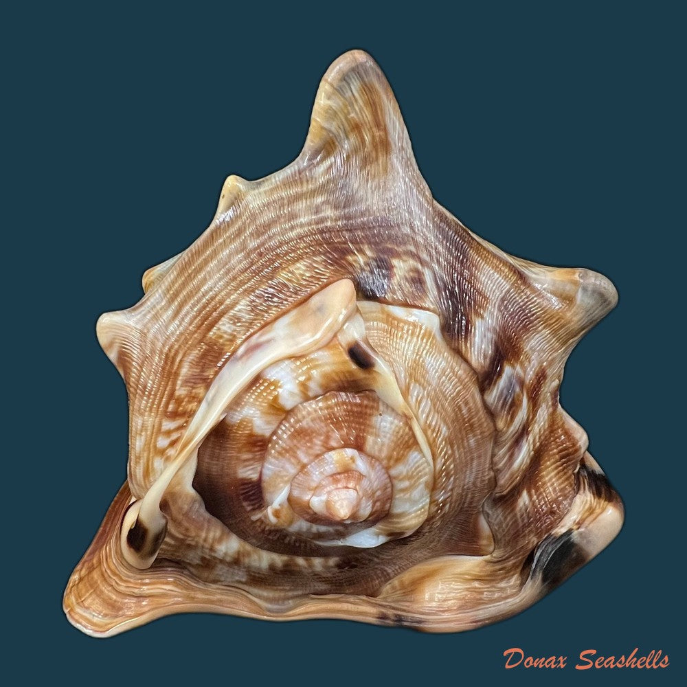 cassis-tuberosa-linnaeus-1758-185-3mm-copia