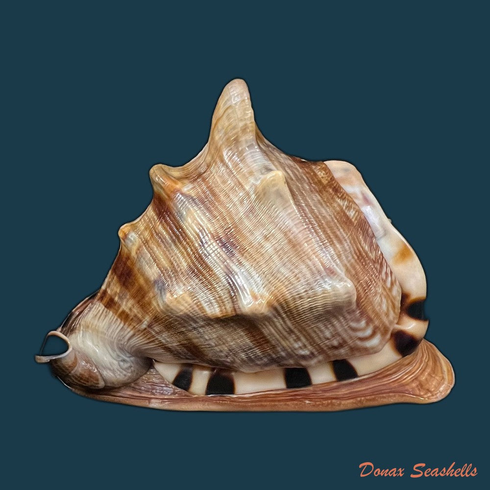 cassis-tuberosa-linnaeus-1758-185-3mm-copia