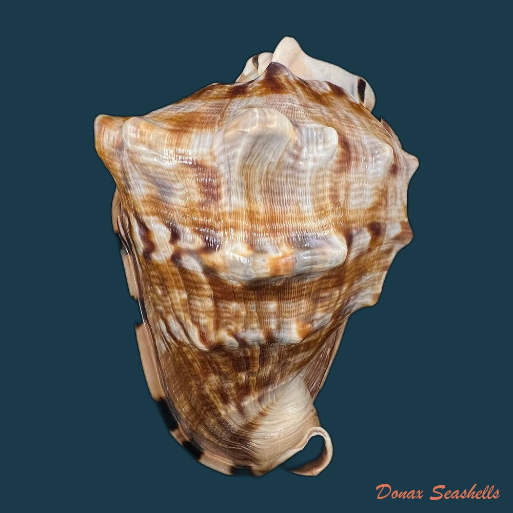 cassis-tuberosa-linnaeus-1758-185mm-copia