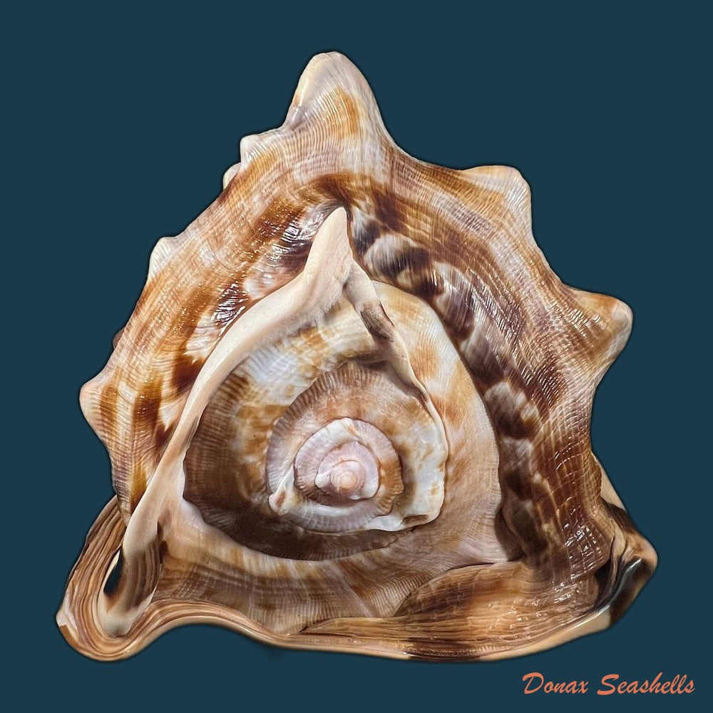 cassis-tuberosa-linnaeus-1758-185mm-copia