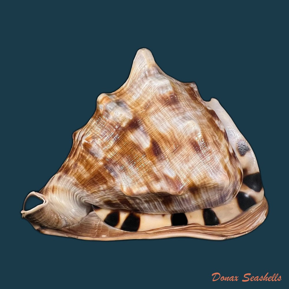 cassis-tuberosa-linnaeus-1758-185mm-copia