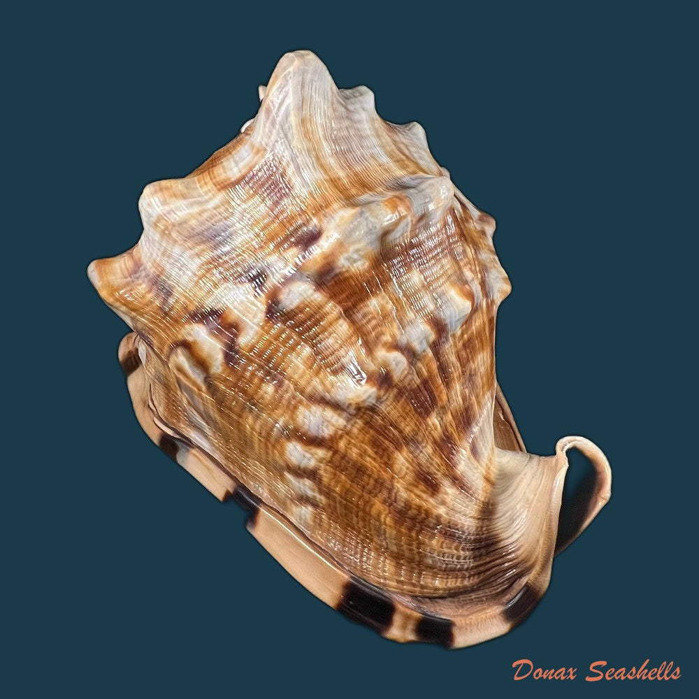 cassis-tuberosa-linnaeus-1758-185mm-copia