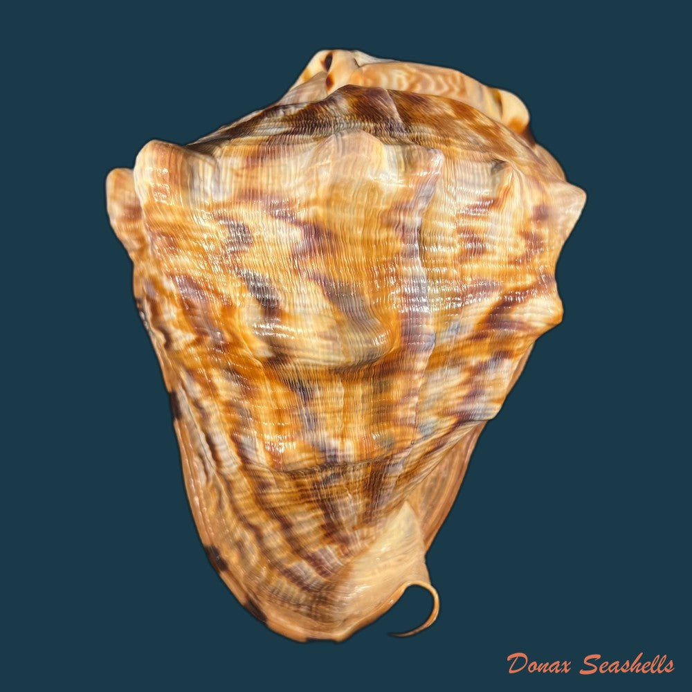cassis-tuberosa-linnaeus-1758-190-9mm-copia