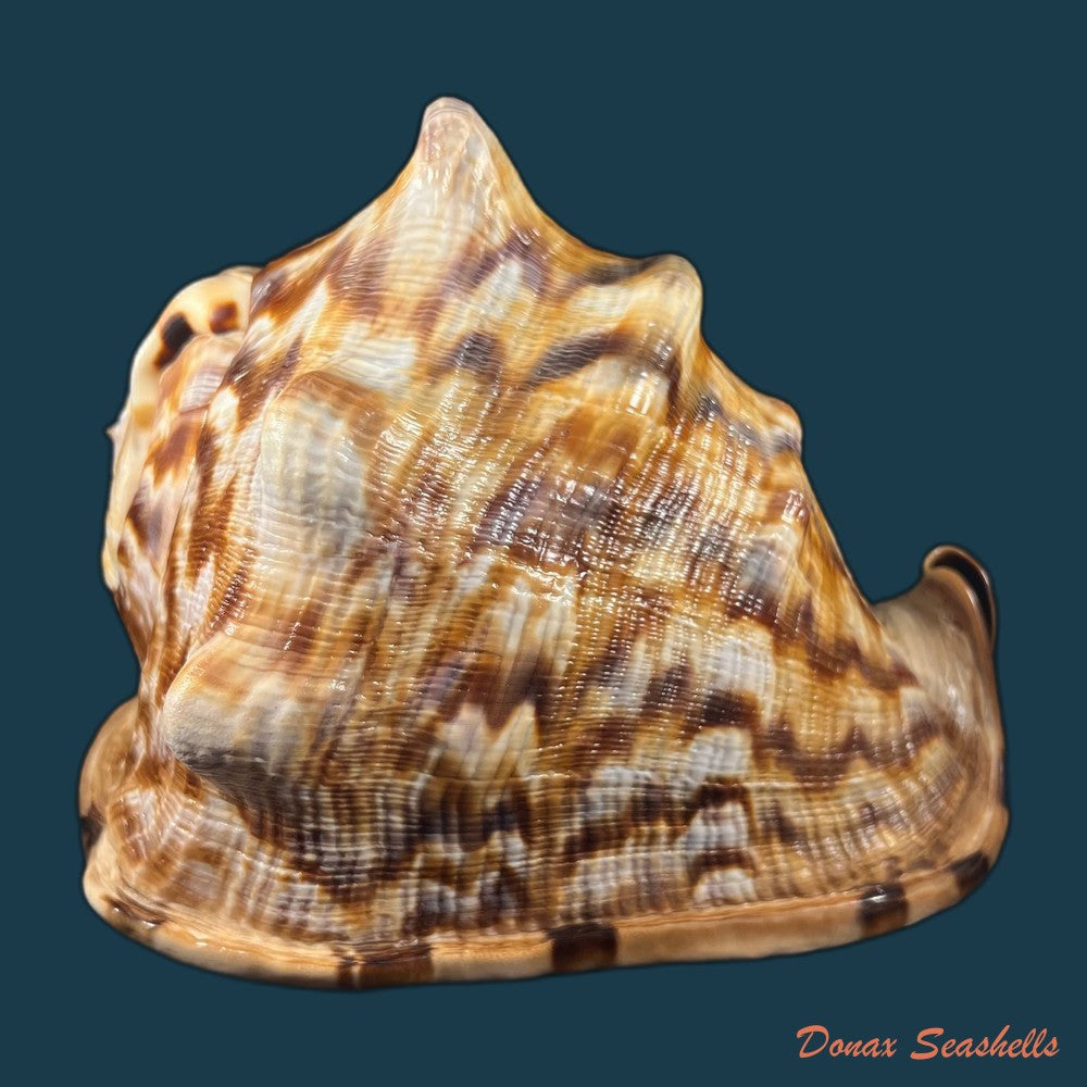 cassis-tuberosa-linnaeus-1758-190-9mm-copia