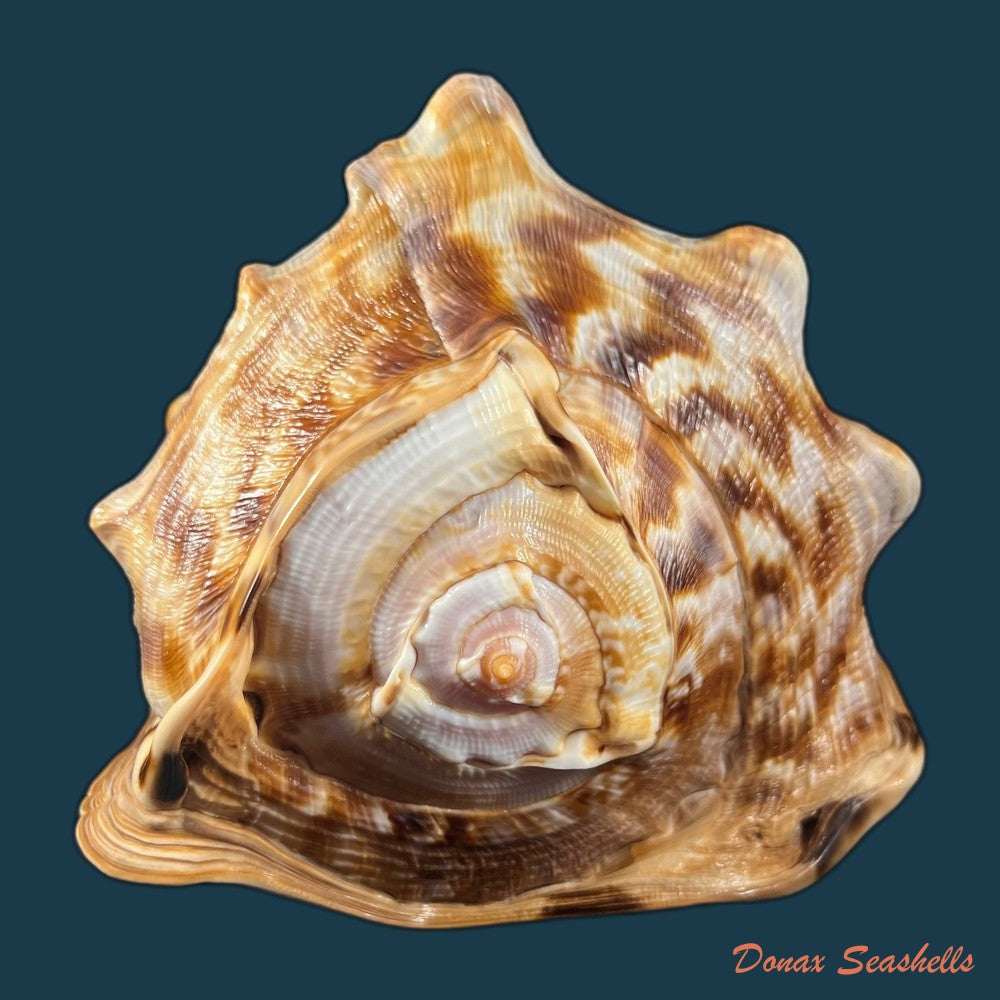 cassis-tuberosa-linnaeus-1758-190-9mm-copia
