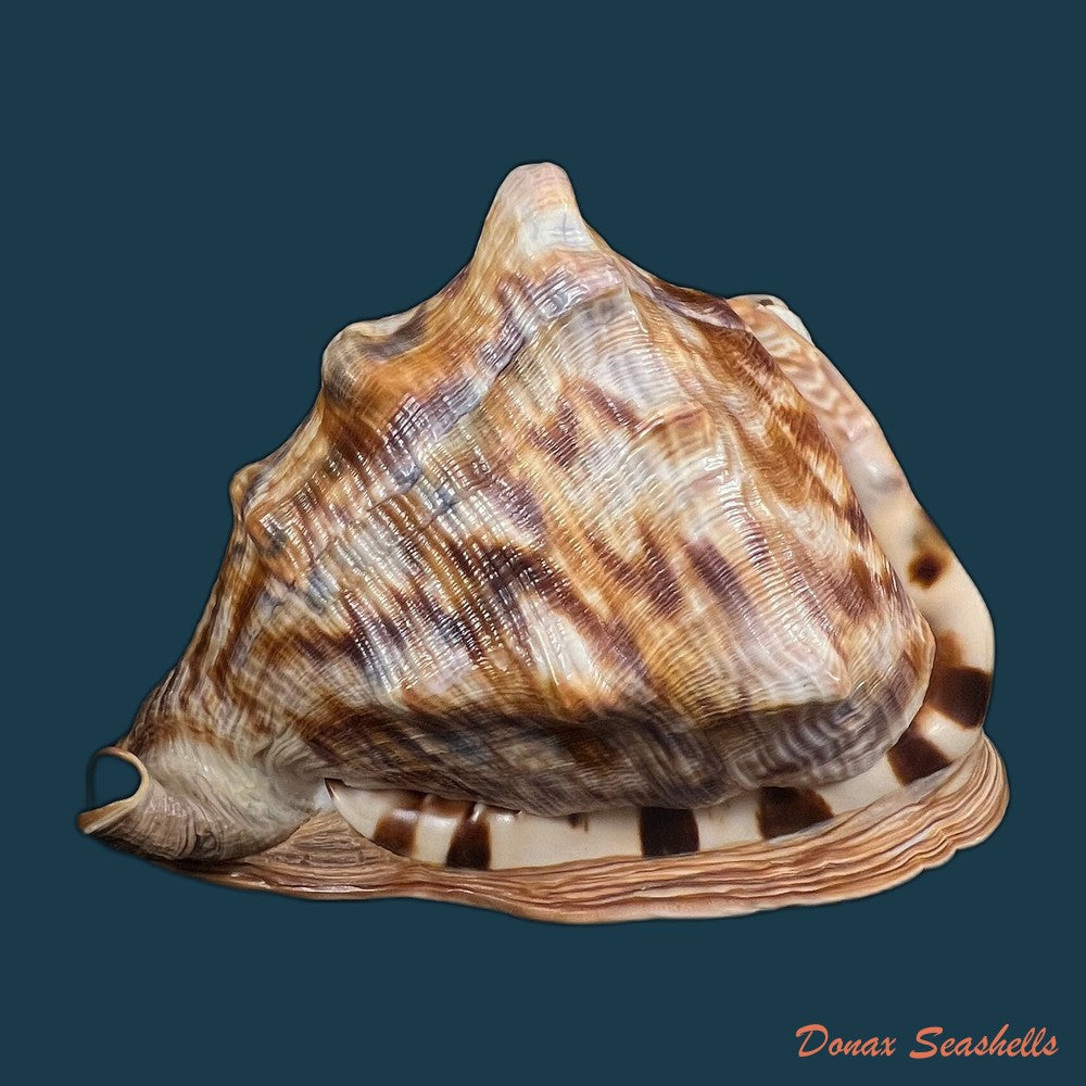 cassis-tuberosa-linnaeus-1758-190-9mm-copia