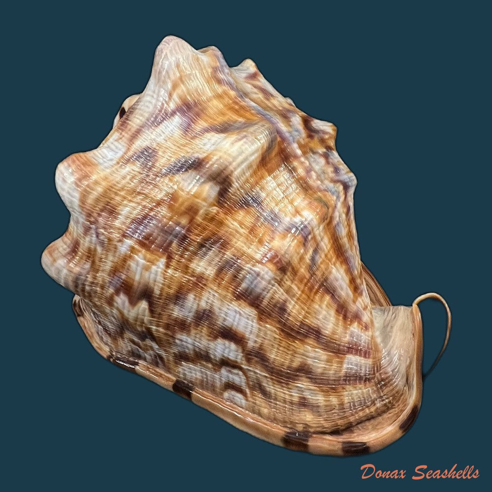 cassis-tuberosa-linnaeus-1758-190-9mm-copia
