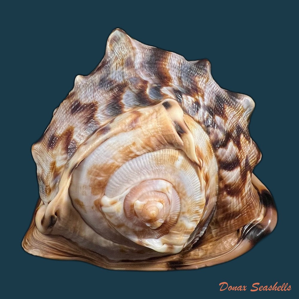 cassis-tuberosa-linnaeus-1758-203-2mm-copia