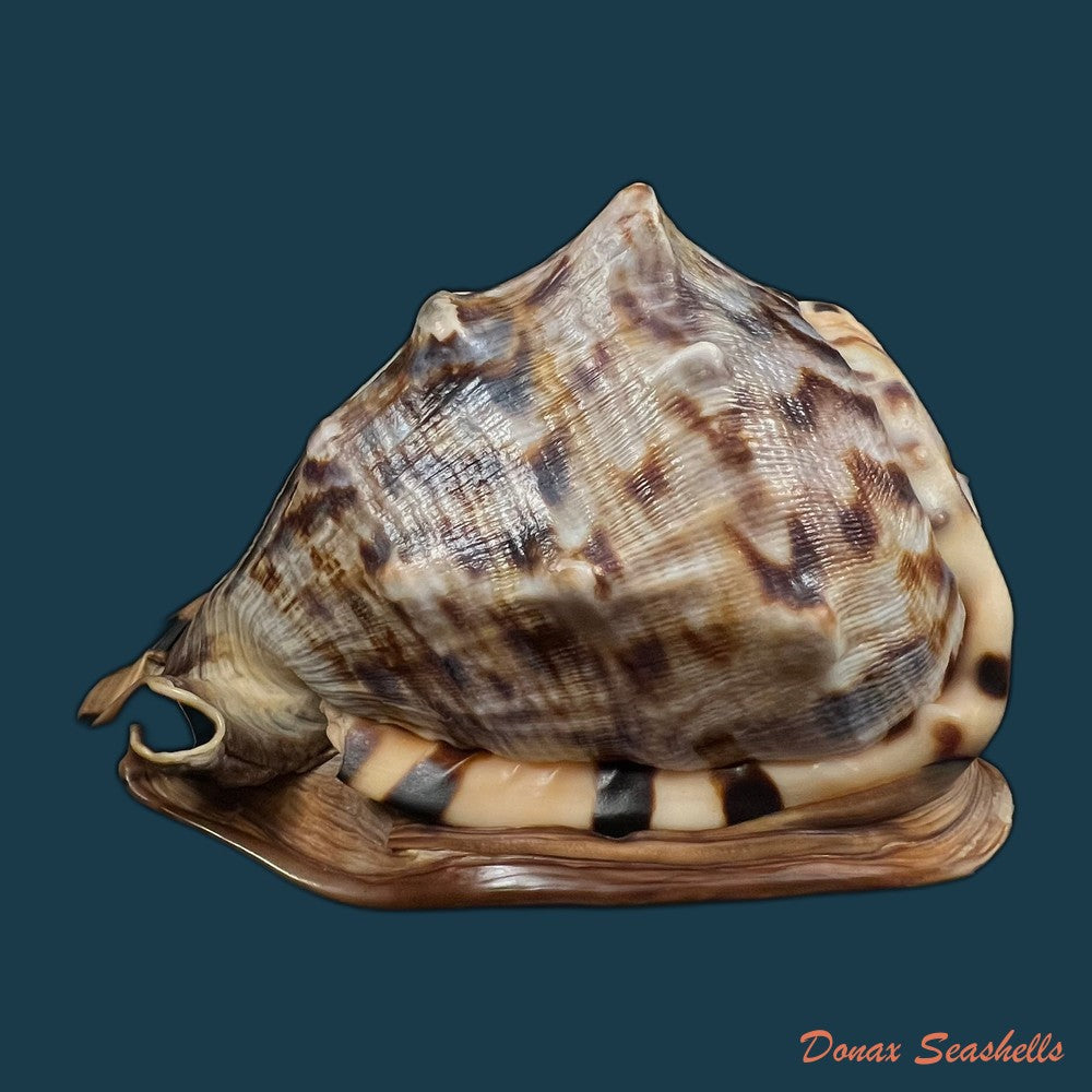 cassis-tuberosa-linnaeus-1758-203-2mm-copia