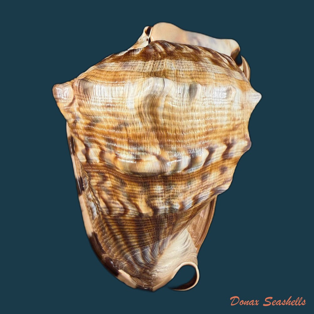 cassis-tuberosa-linnaeus-1758-209-4mm-copia