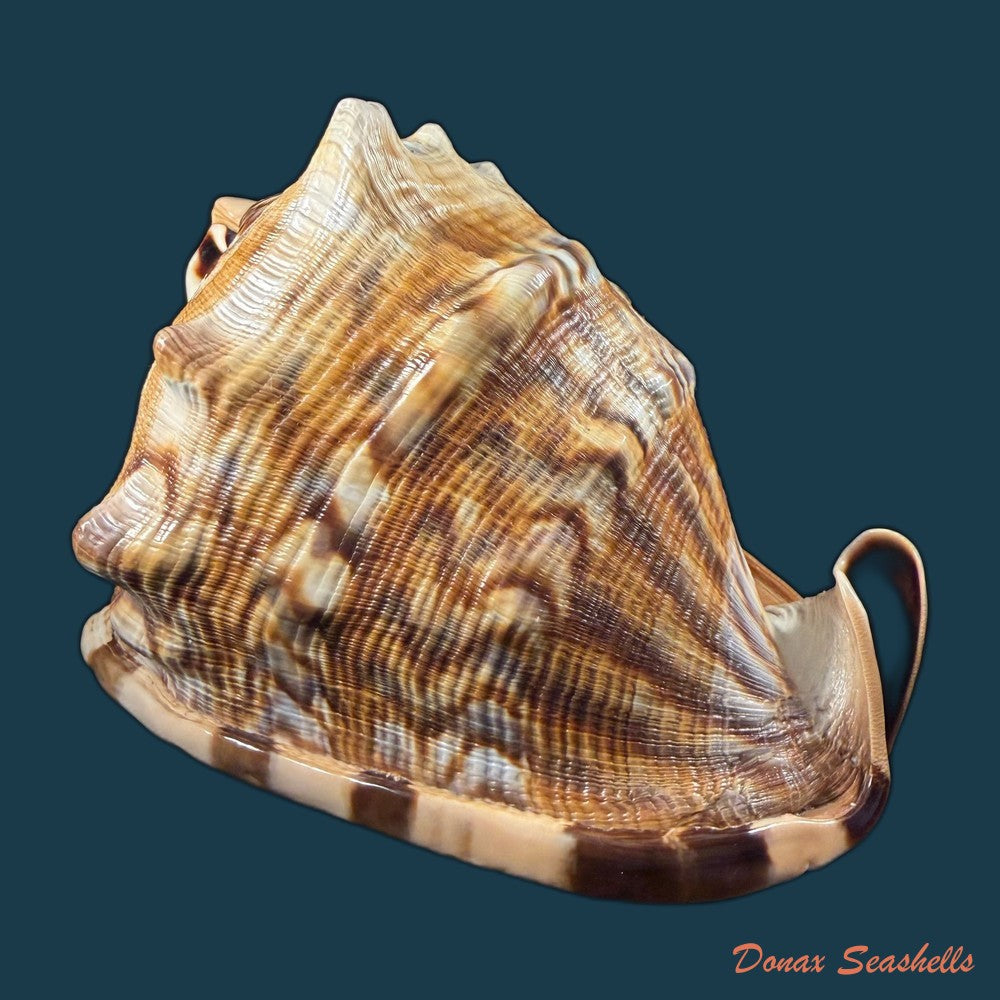 cassis-tuberosa-linnaeus-1758-209-4mm-copia