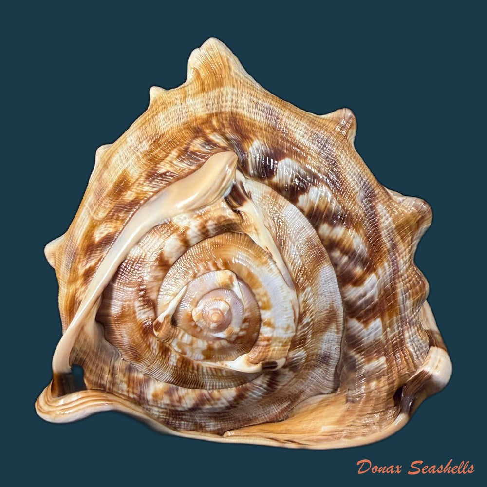 cassis-tuberosa-linnaeus-1758-209-4mm-copia