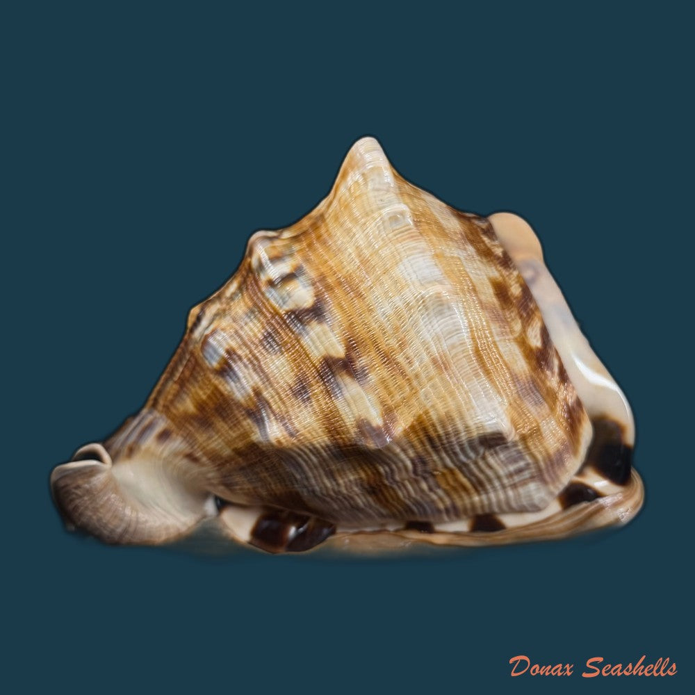 cassis-tuberosa-linnaeus-1758-209-4mm-copia